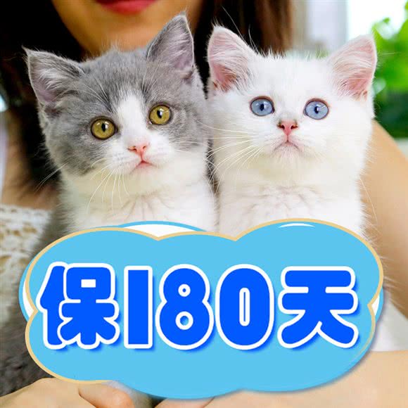 lincat·猫舍