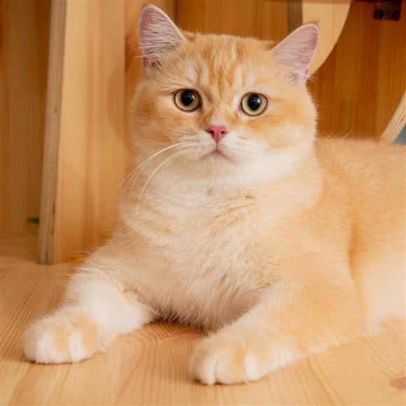 杰米猫·猫文化主题馆