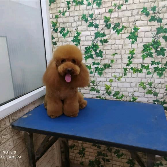 101宠物之家