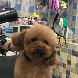 丫丫宠物美容店