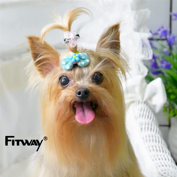 FITWAY菲特汇宠物星际会所