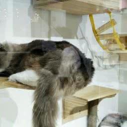 猫出没(时尚天河商业广场店)