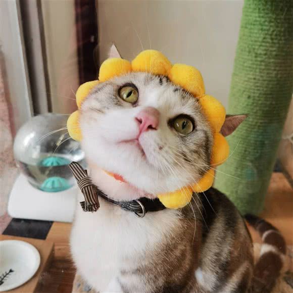 袖虎宠物狗
