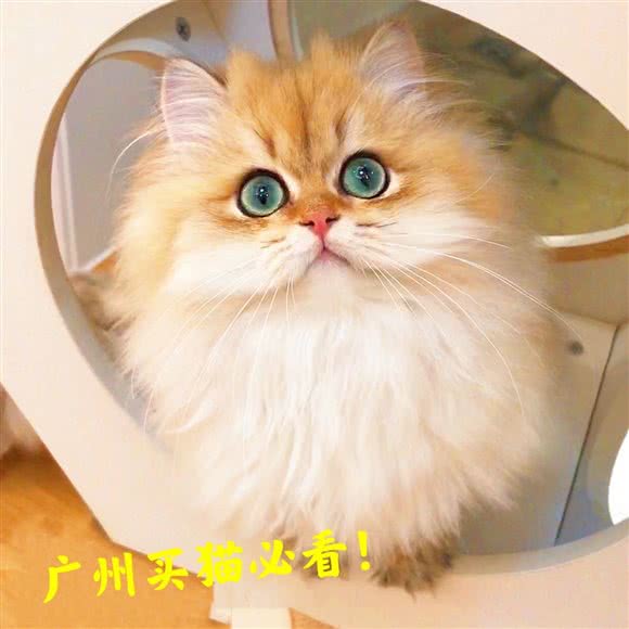 招财宠物生活馆