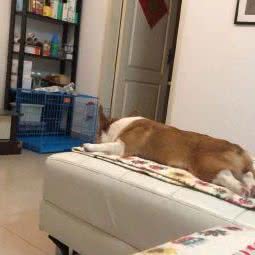 博爱犬舍狗场