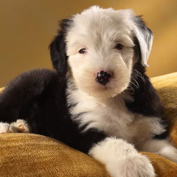 东方狼苑犬舍
