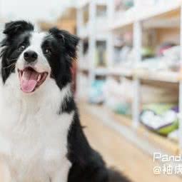 小咪虎宠物(文冲店)