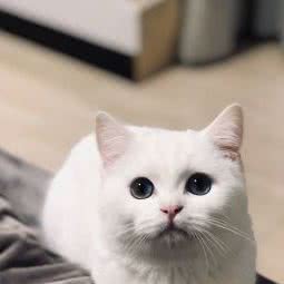 妖宠会