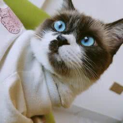 小狮子宠物