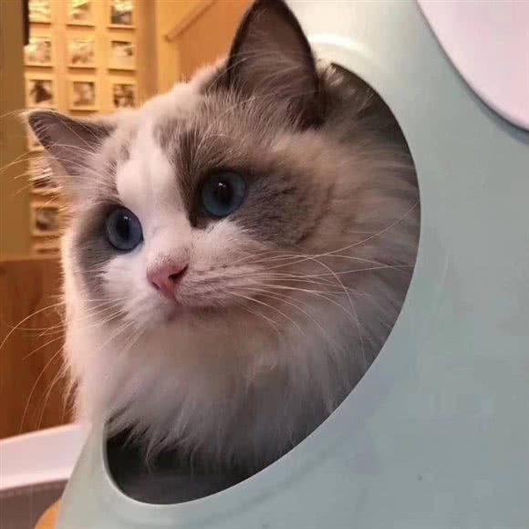 袖虎猫馆(十亩地店)