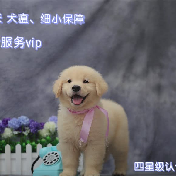 金色世家宠物训犬