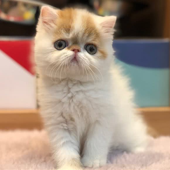 Only Cat 只有猫店(后海店)