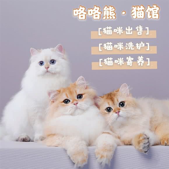 咯咯熊·猫馆