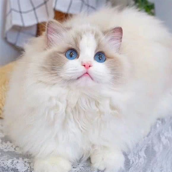 一方猫舍