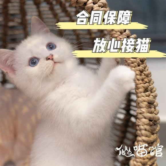 仙喵馆猫舍·坂田小筑