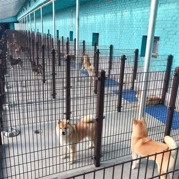 那山那犬CKU犬舍·猫舍