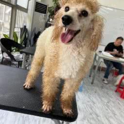 掌度宠物美容