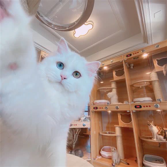 云予猫屋