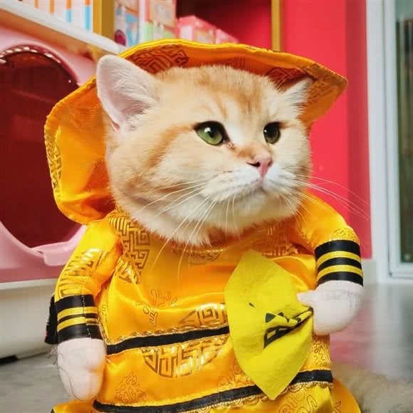 南观场的猫酒店