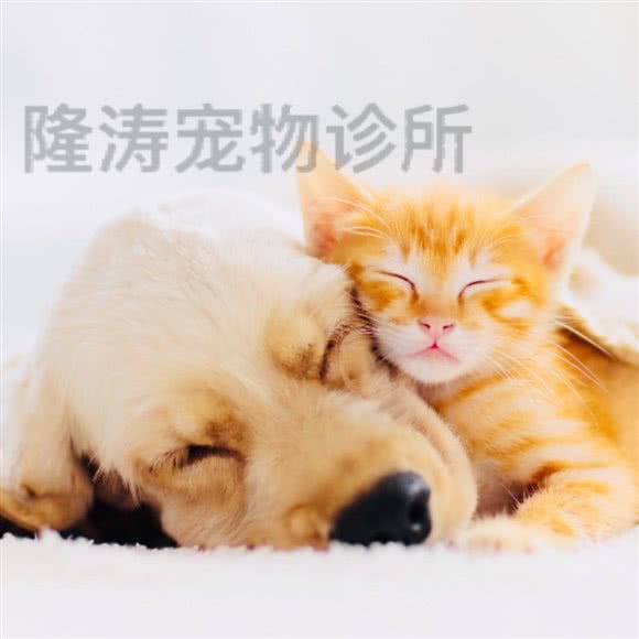 隆涛宠物诊所