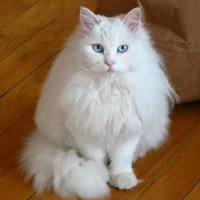 猫叮宠物会所