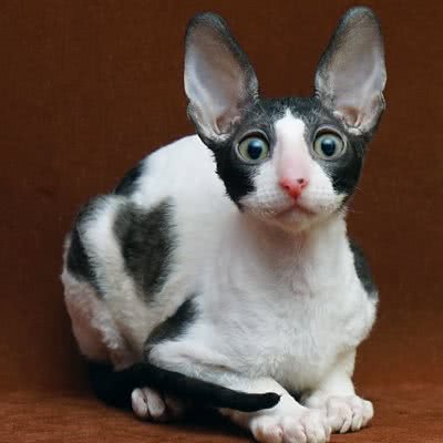 猫呜宠物工作室