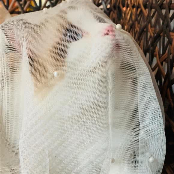 菲蓝猫舍宠物店