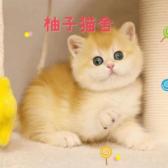 柚子猫舍