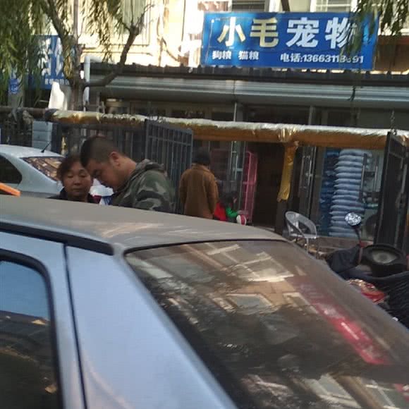 小毛宠物
