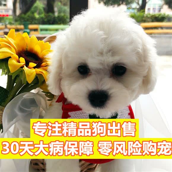 逸宅宠物·宠物狗精品店