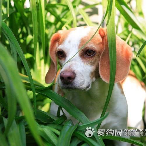 独宠宠物生活馆