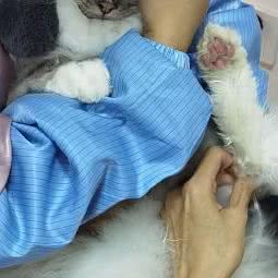 犬草田宠物