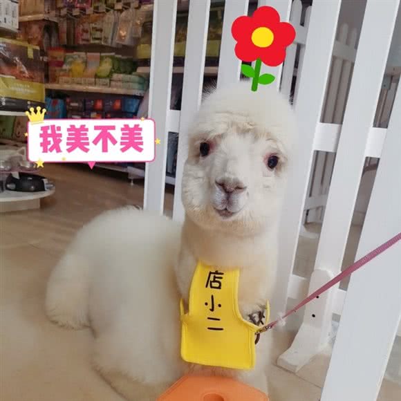 宠来了宠物美容羊驼猫咖犬舍猫舍