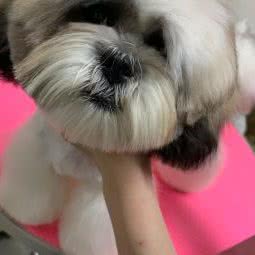 麦兜宠物