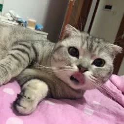 匠心萌宠