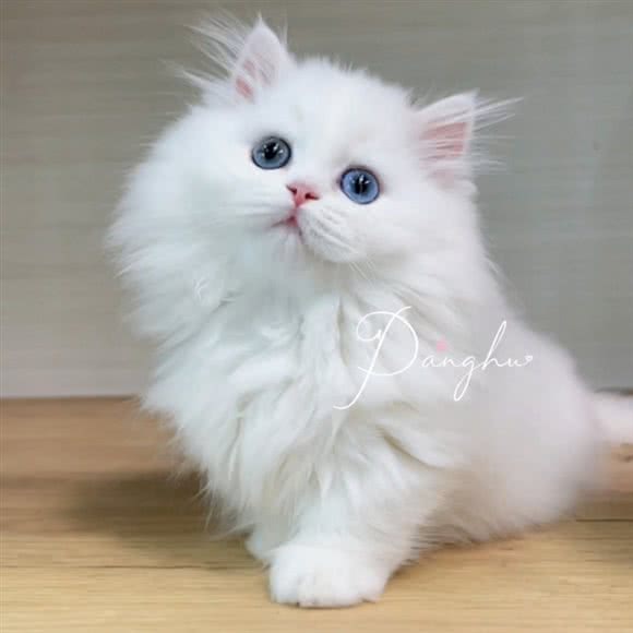 胖虎精品宠物猫馆(科华北路四川大学精品店)