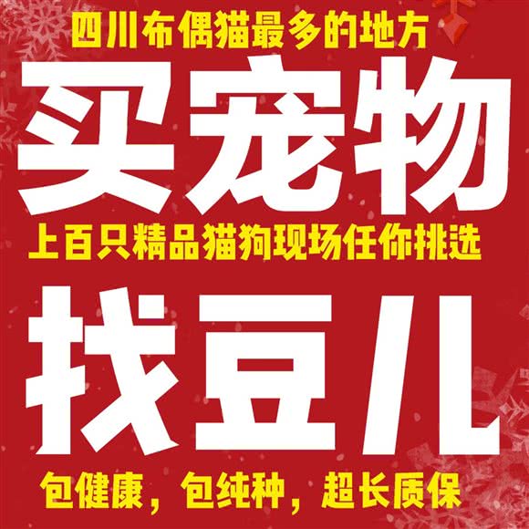 豆儿宠物狗王国