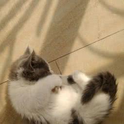 猫椒狗辣宠物店