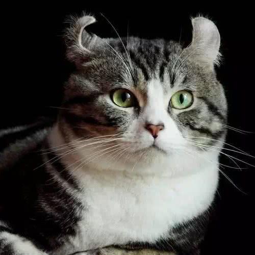 猫途