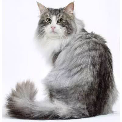 星珑宠物狗粮.猫粮.宠物用品