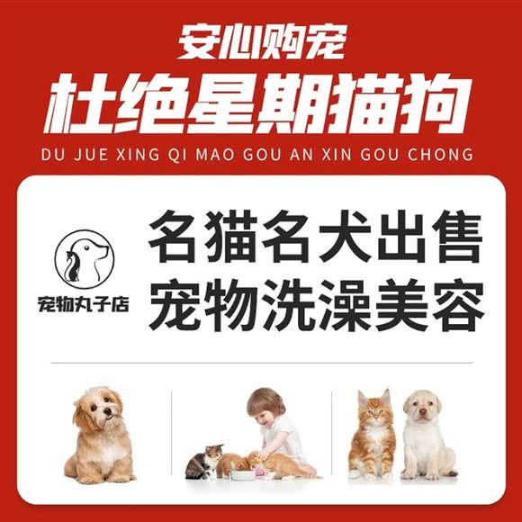 丸子猫舍犬舍·宠物猫狗专卖店