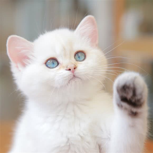 叮当爸爸的猫舍