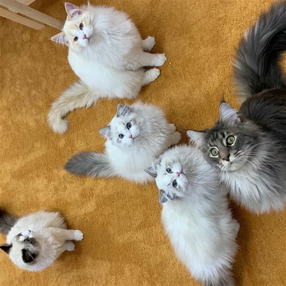 UMao猴子吧.猫咪生活体验馆