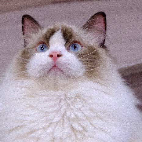 猫宠生活体验馆·猫咖(唐山万达店)