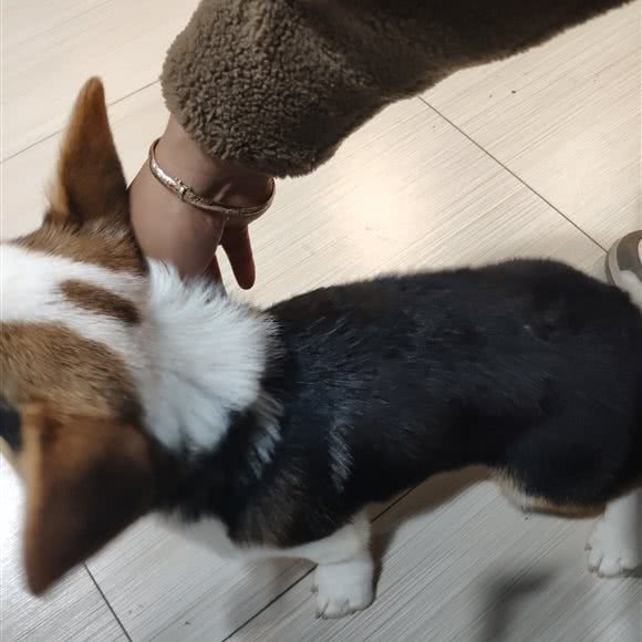 Meet Dog美狗岛爱宠小站