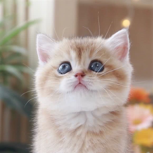 喵喵萌宠私人猫舍·布偶猫·金渐层银渐层蓝猫