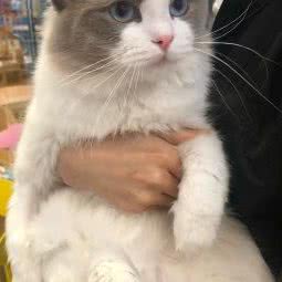 喵小姐の猫·人猫互动体验馆(曲江店)