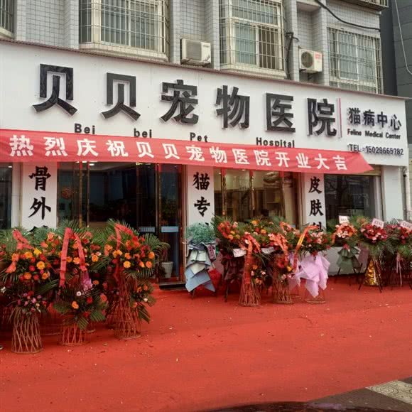 贝贝宠物医院