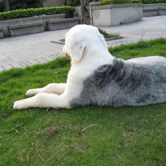 卡哇伊宠物会所