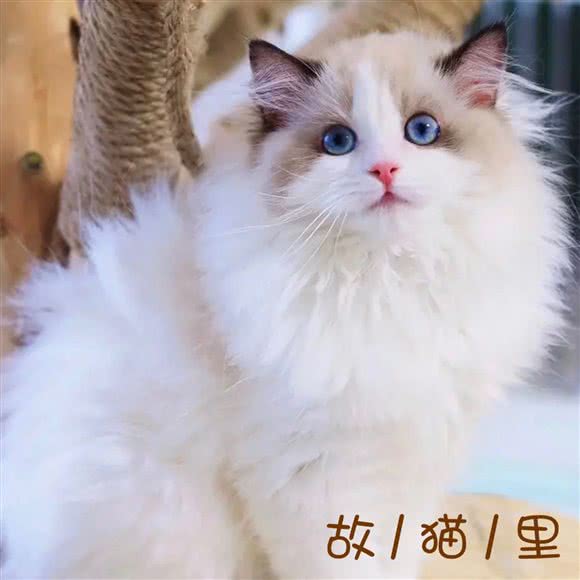 故猫里?猫咖